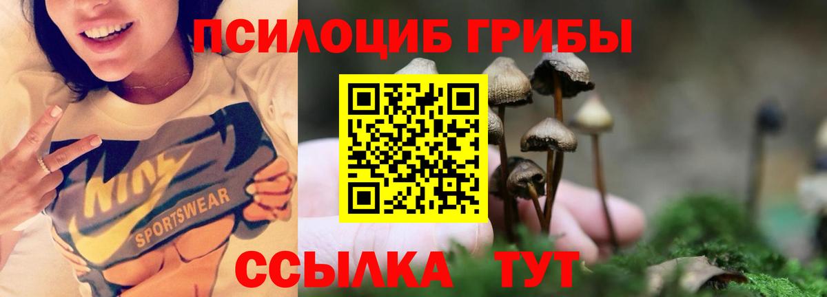 купить закладку  Вход с VPN  Майкоп  Псилоцибиновые грибы GOLDEN TEACHER 